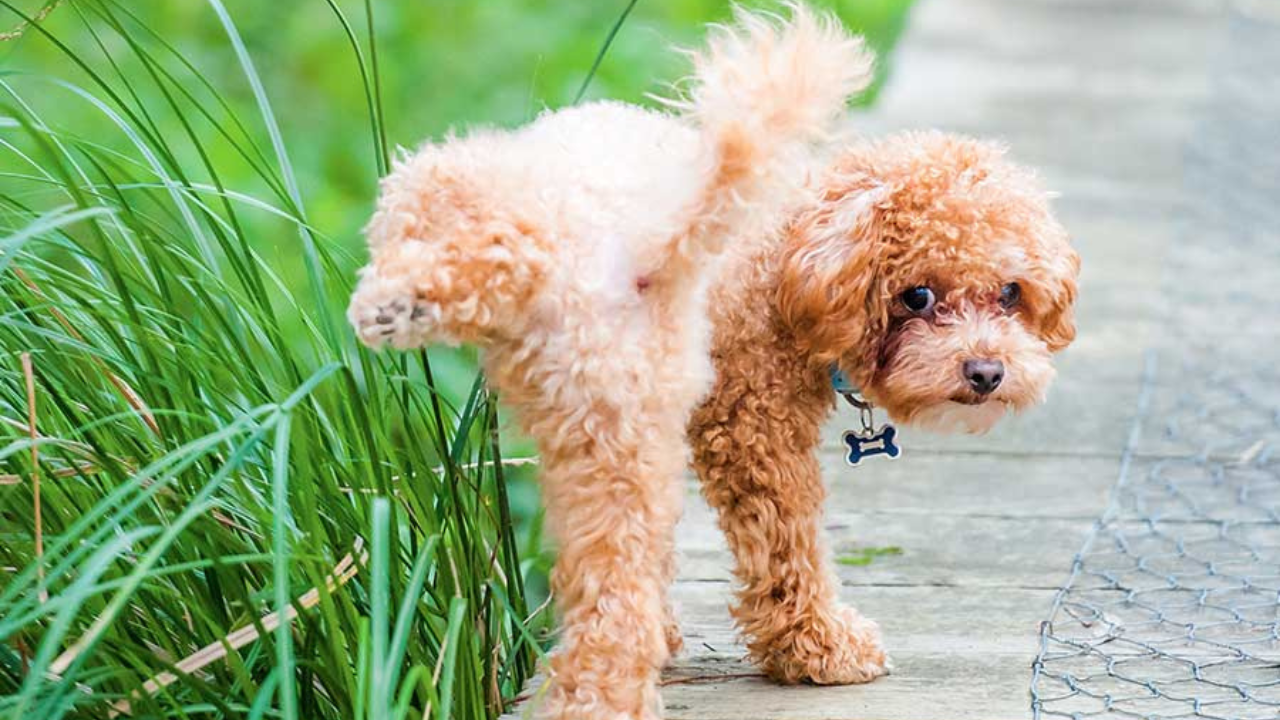 How Long Can Goldendoodles Hold Their Bladder