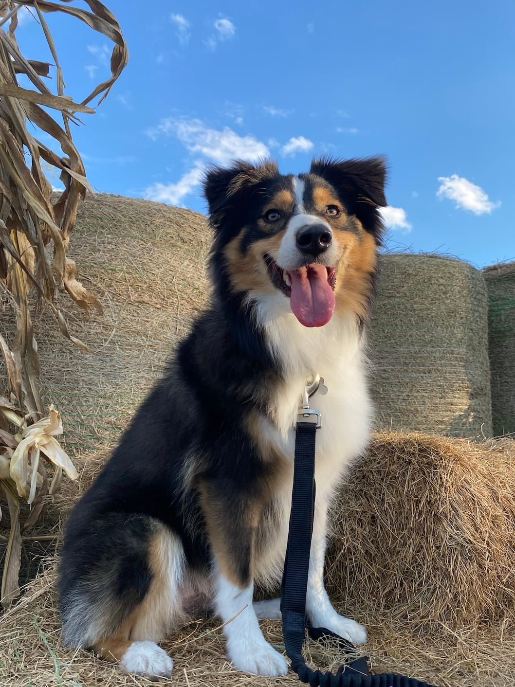 DOGFLUENCERS: Meet Hendrix, the Goofy Aussie