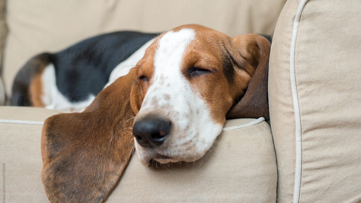 Dog Breed Sleep Impact