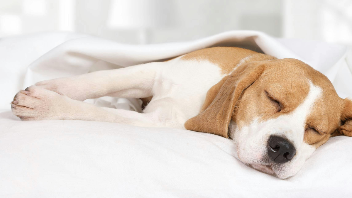 Dog Breed Sleep Impact