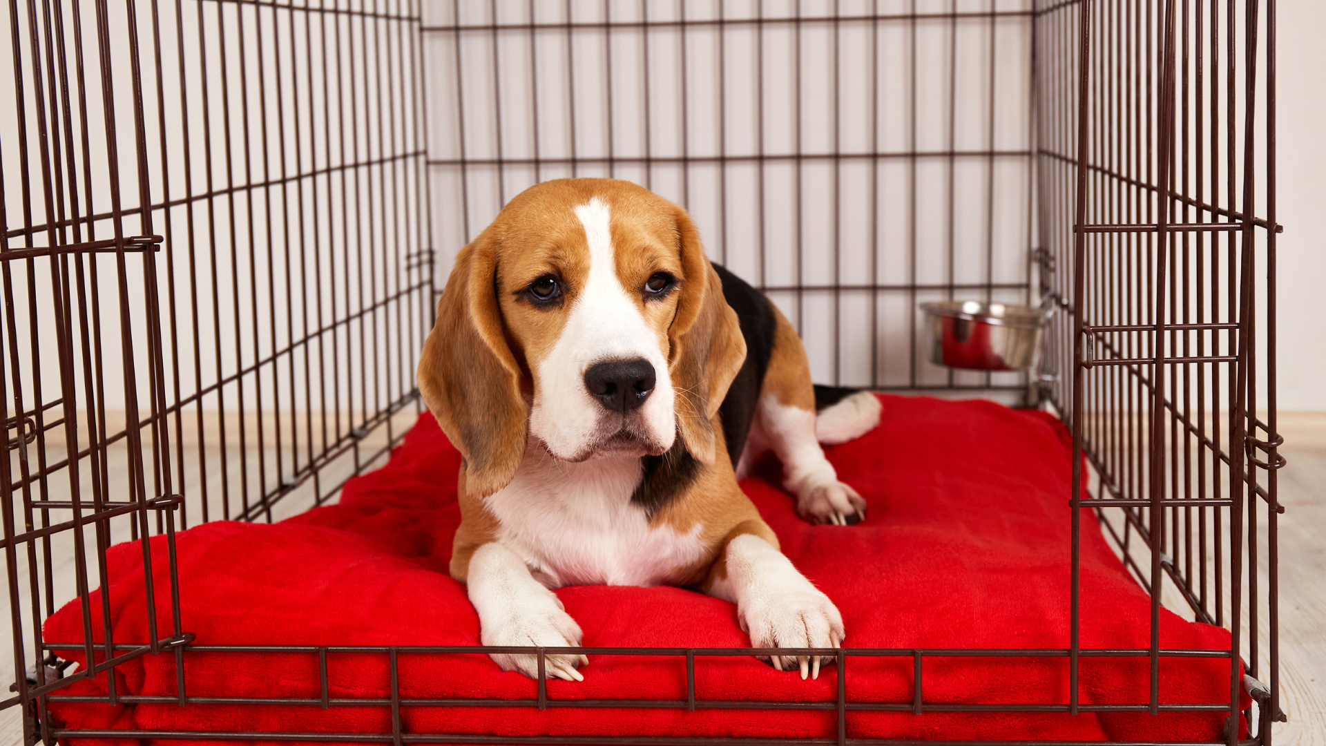 How to Crate Train a Puppy at Night