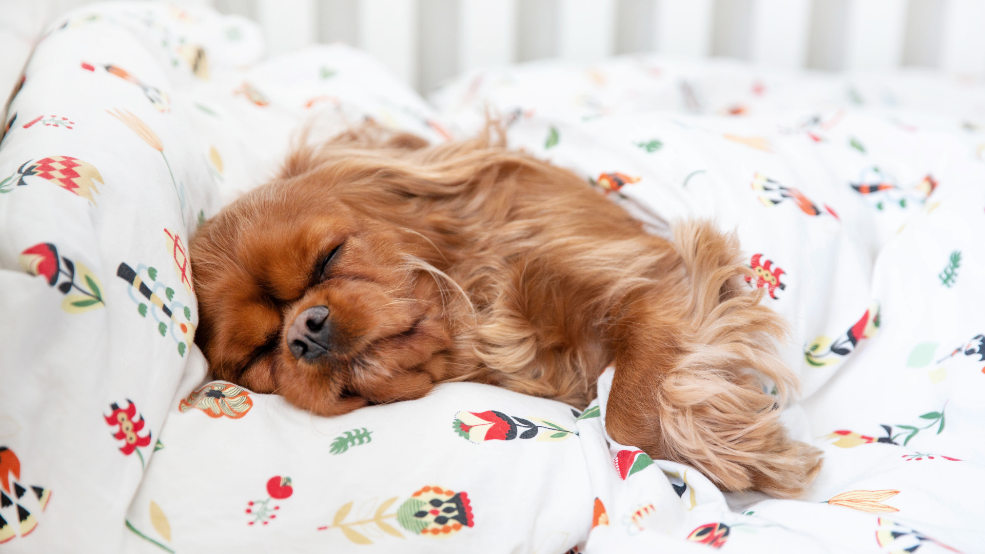 How to Create the Perfect Sleep Environment for Your Dog?