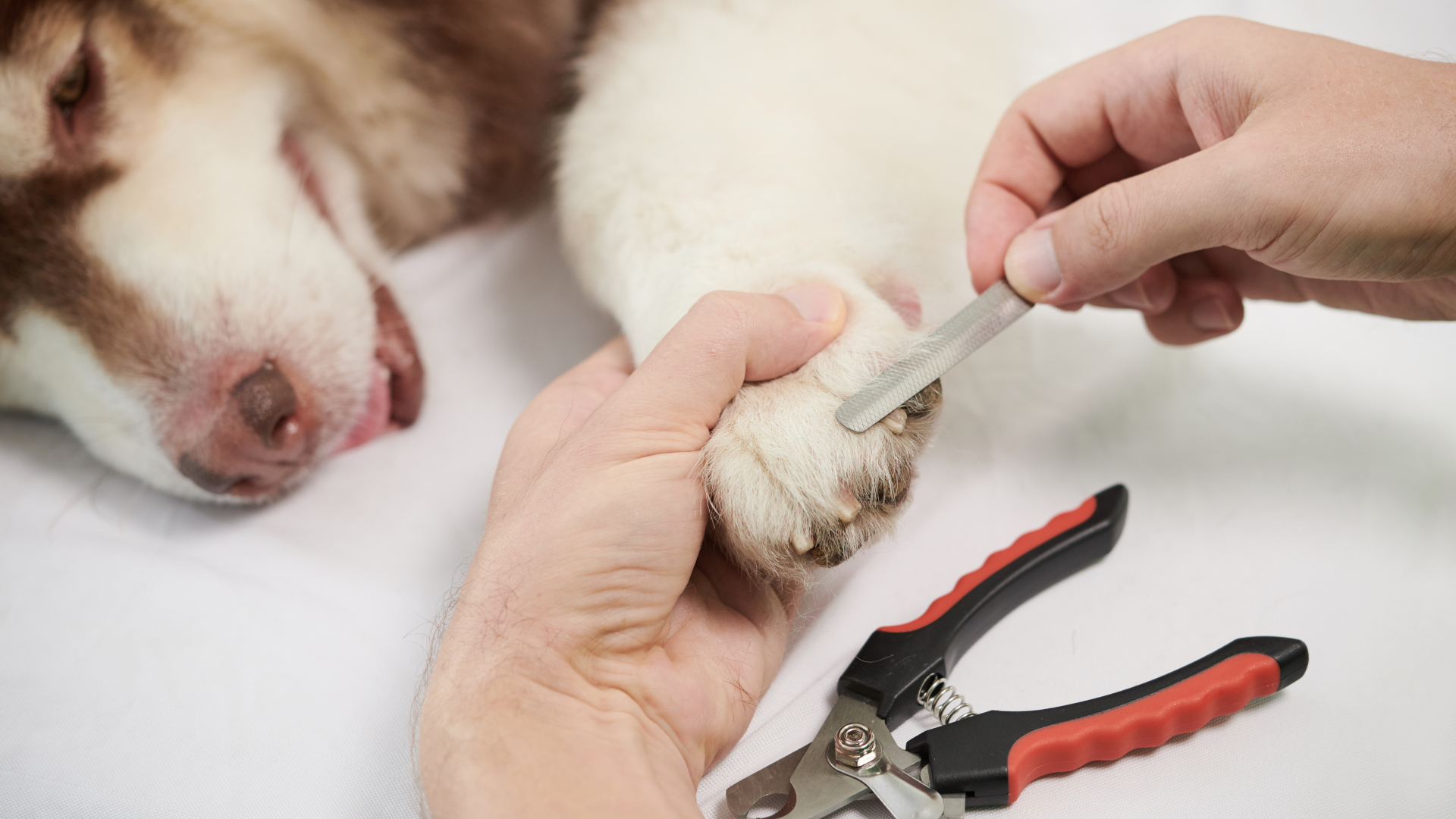 How to Cut Puppy Nails
