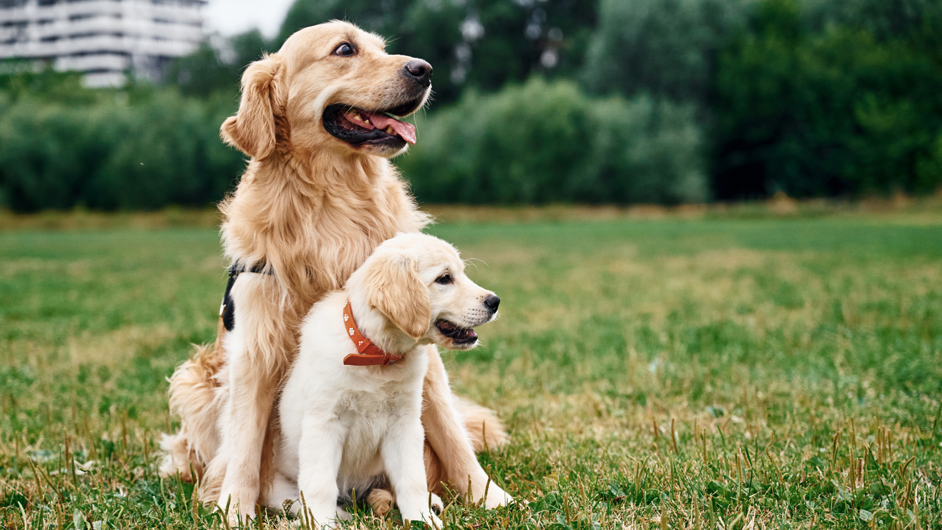 How to Introduce a Puppy to an Older Dog