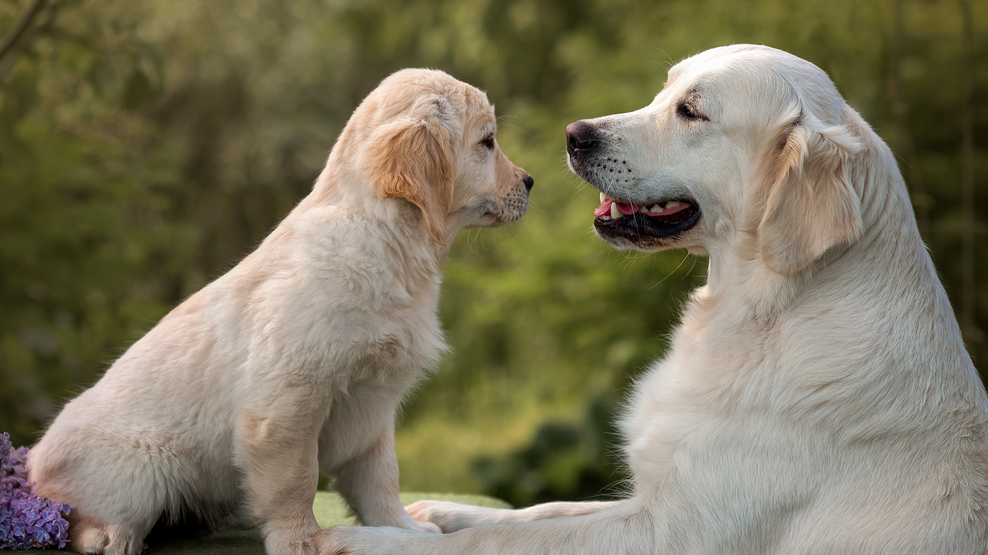 How to Introduce a Puppy to an Older Dog