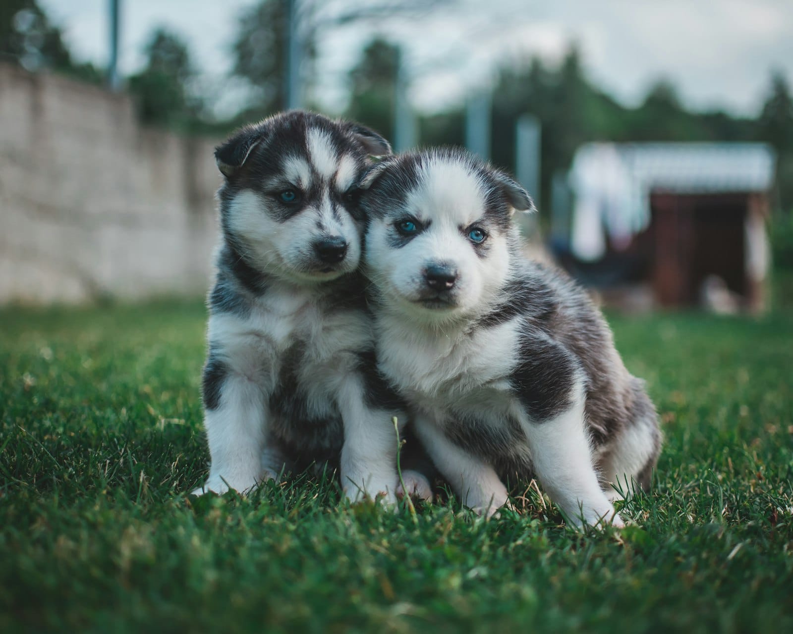 Husky Puppy Names