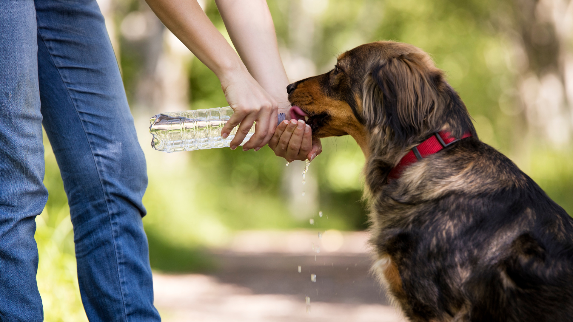 Hydration Tips for Long Dog Walks