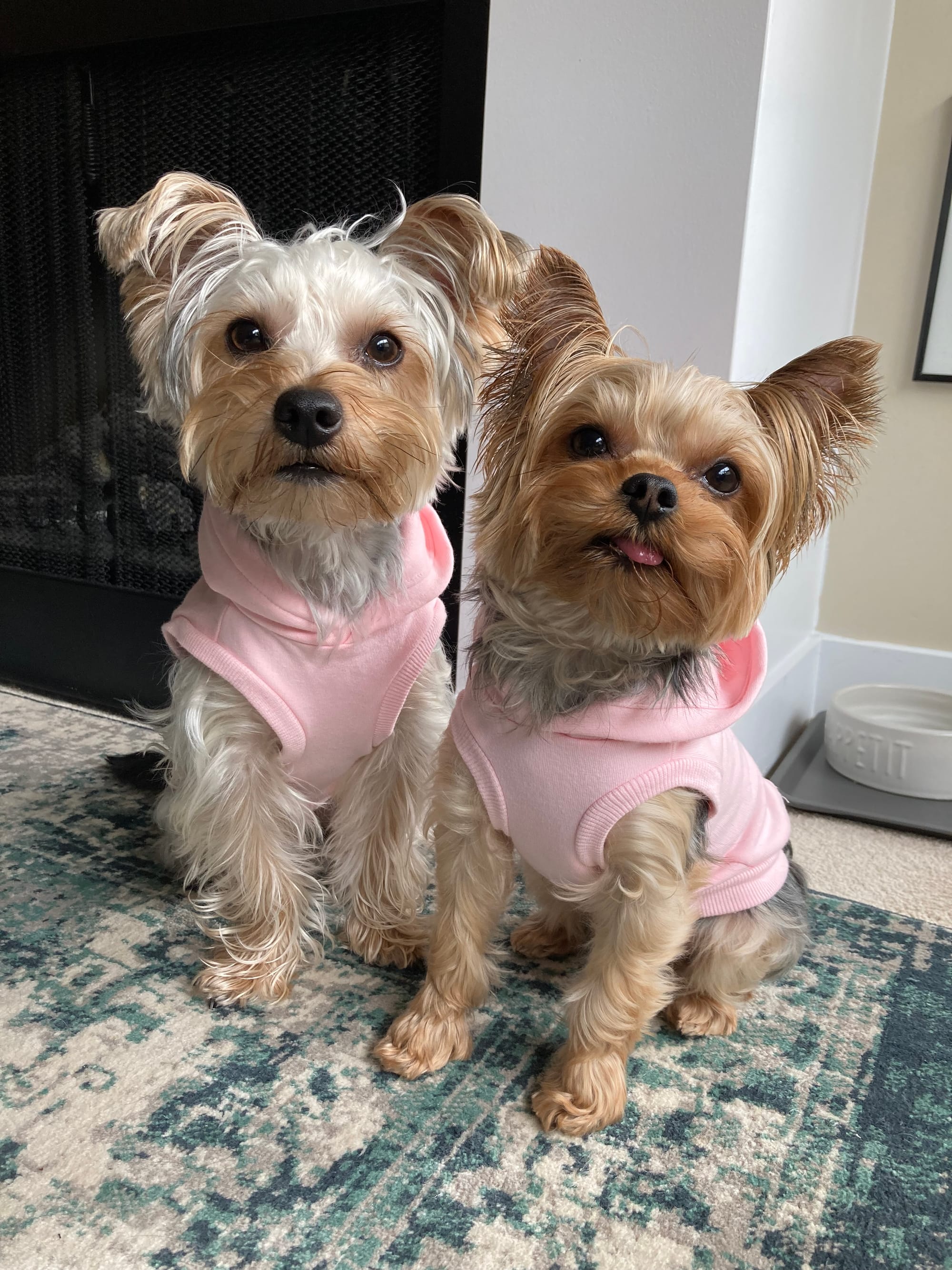 DOGFLUENCERS: Meet Fergus & Duncan, Yorkie Brothers