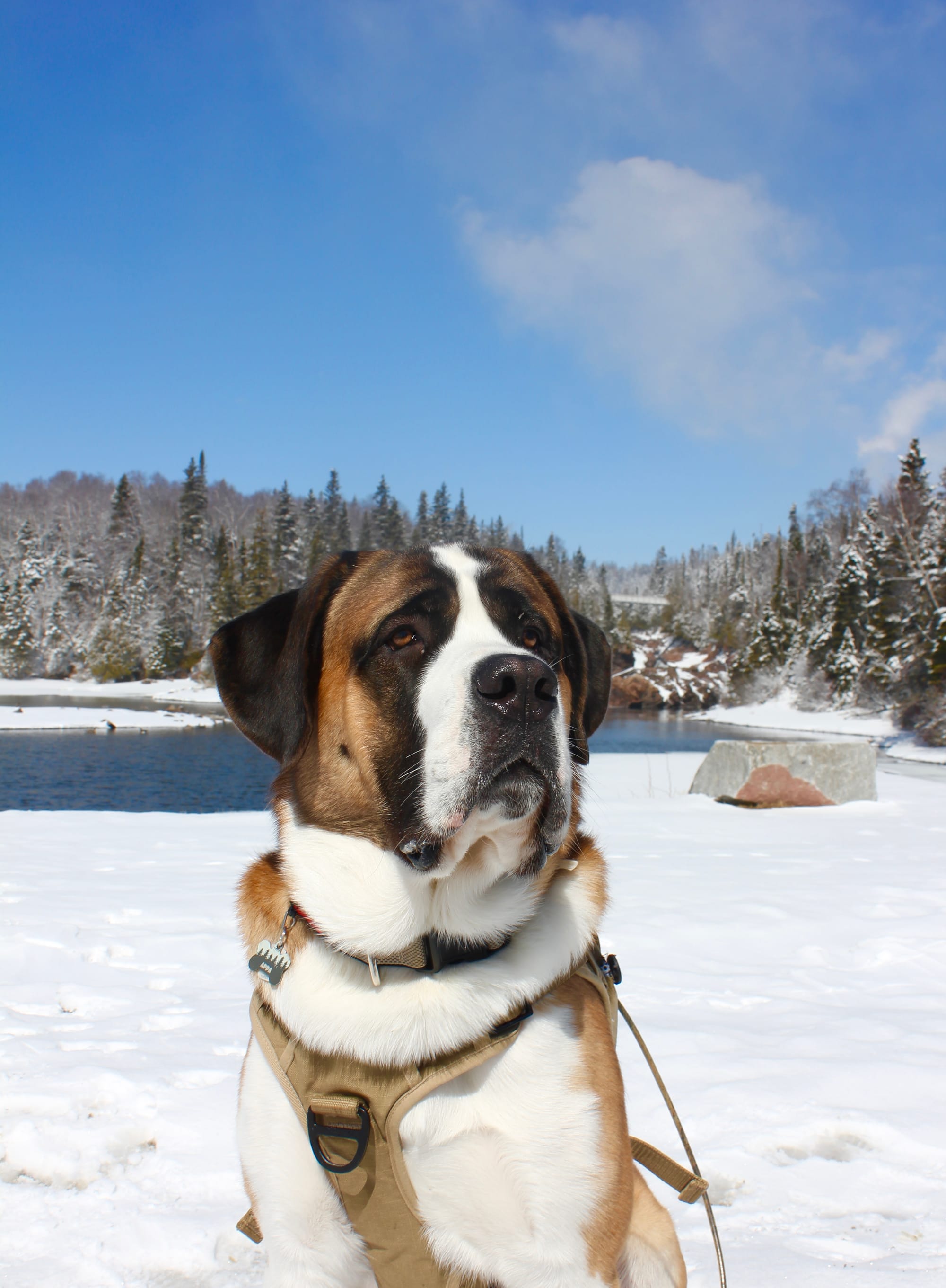 DOGFLUENCERS: Meet Appa, Your Favorite Saint Bernard