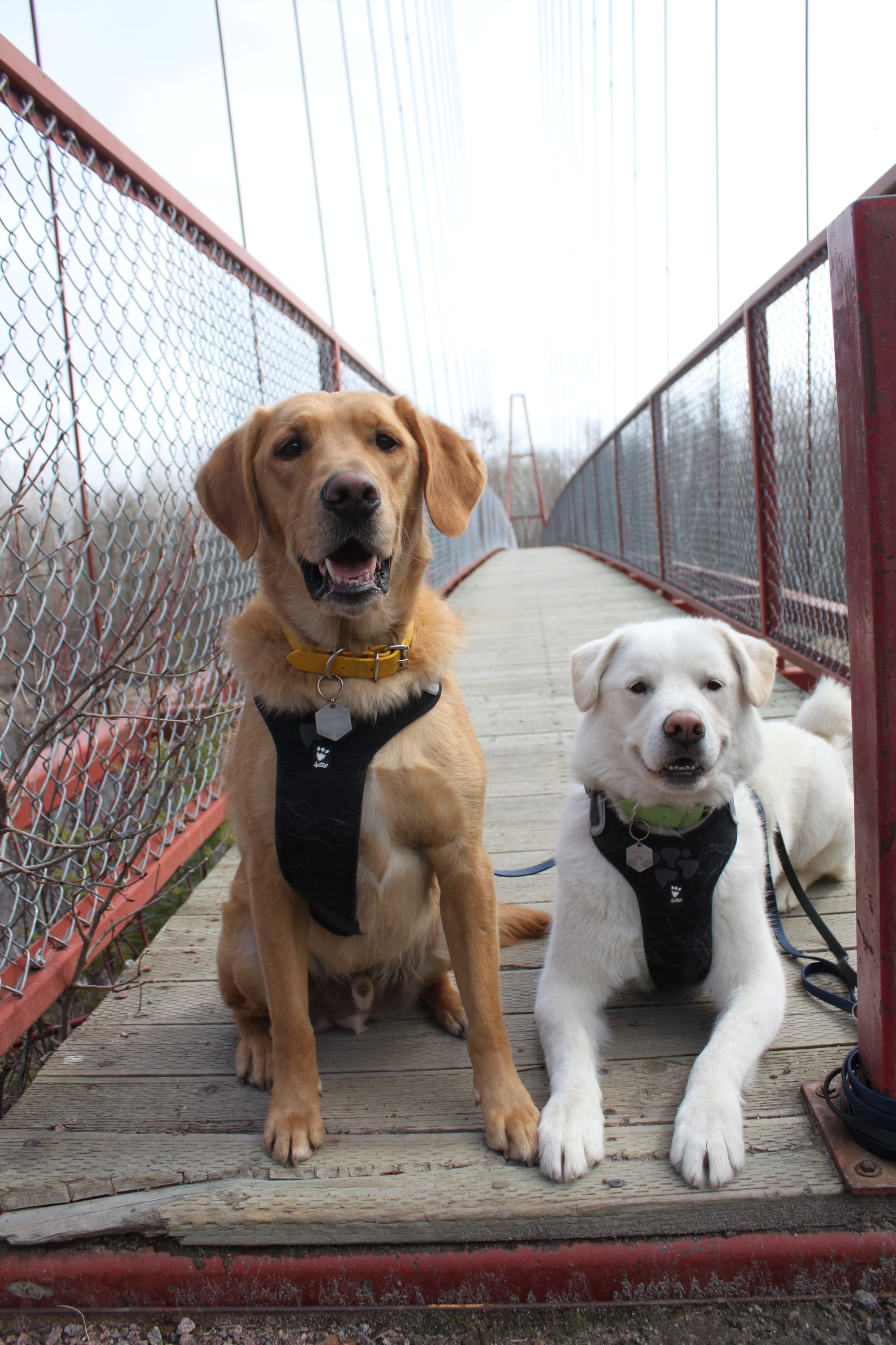 DOGFLUENCERS: Meet Baylor and Brewer, the Prairie Doods