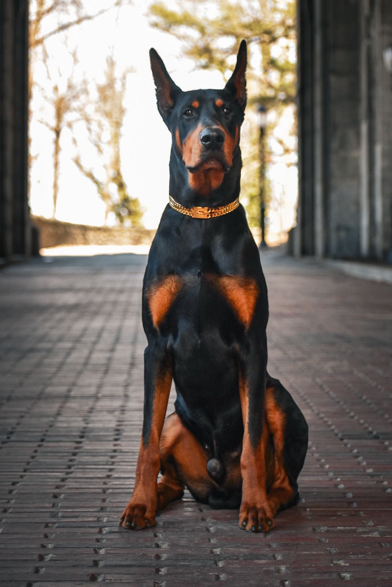 DOGFLUENCERS: Meet Crow, NYC's Favorite Doberman