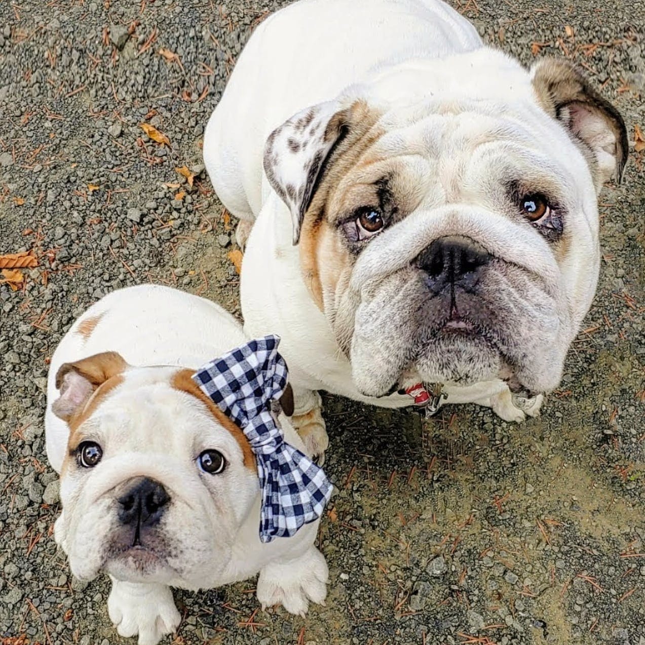 DOGFLUENCERS: Meet Hoss & Signey, The Pups Who Make Hearts Smile