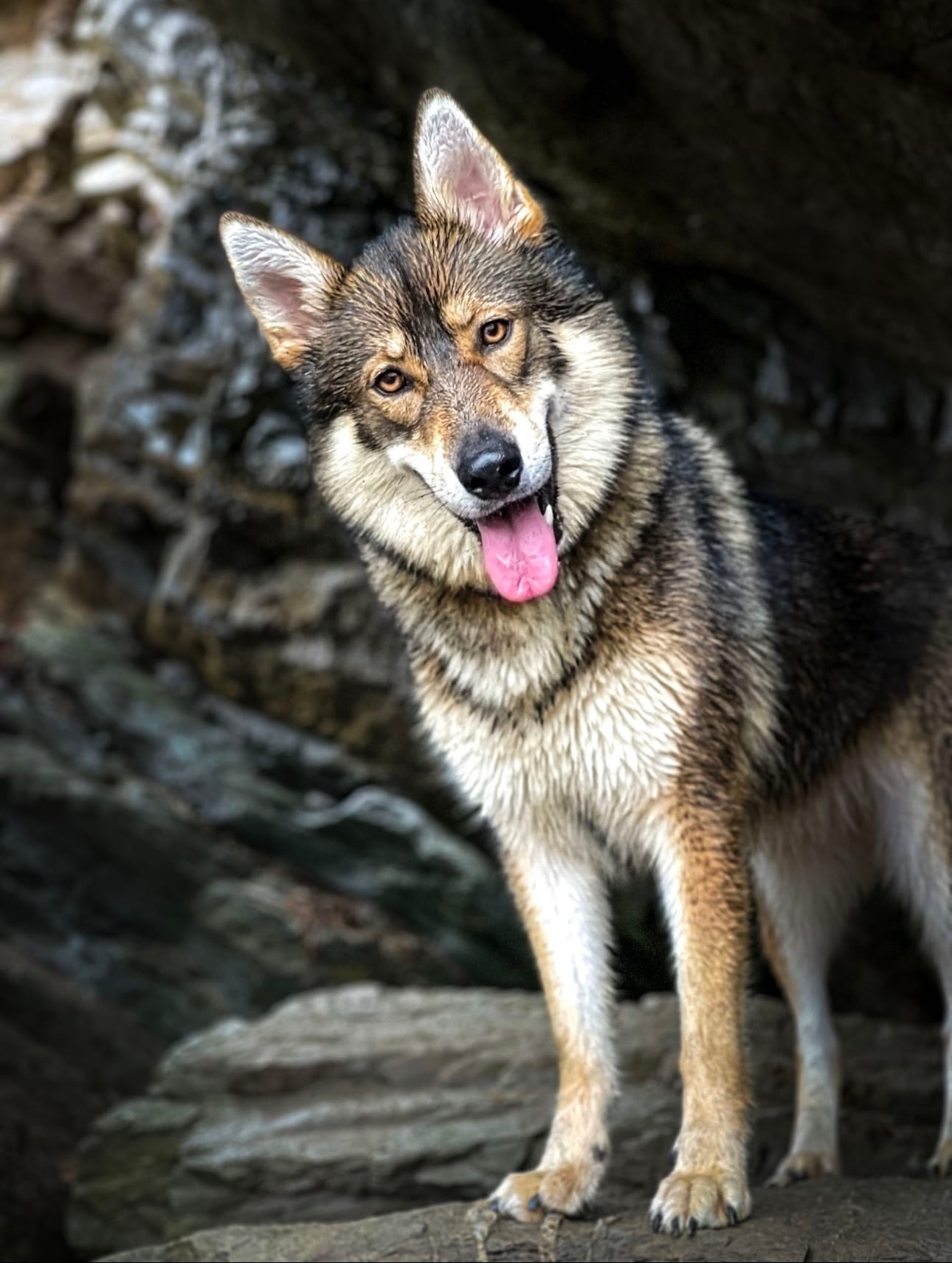 DOGFLUENCERS: Meet Oreo, Takaya & Blueberry, the Beach Woofers