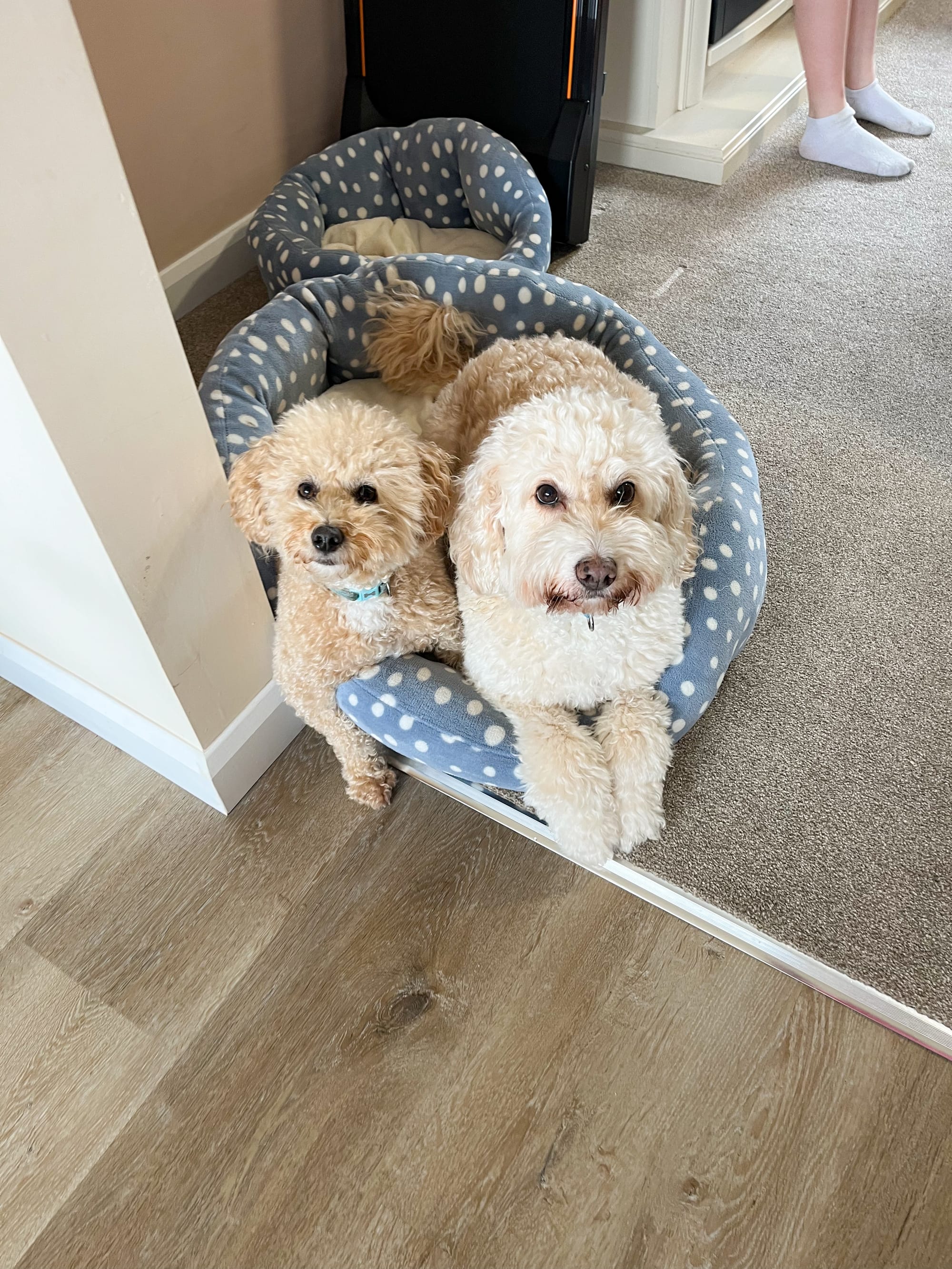 DOGFLUENCERS: Meet Louis & Arlo, the Best of Friends