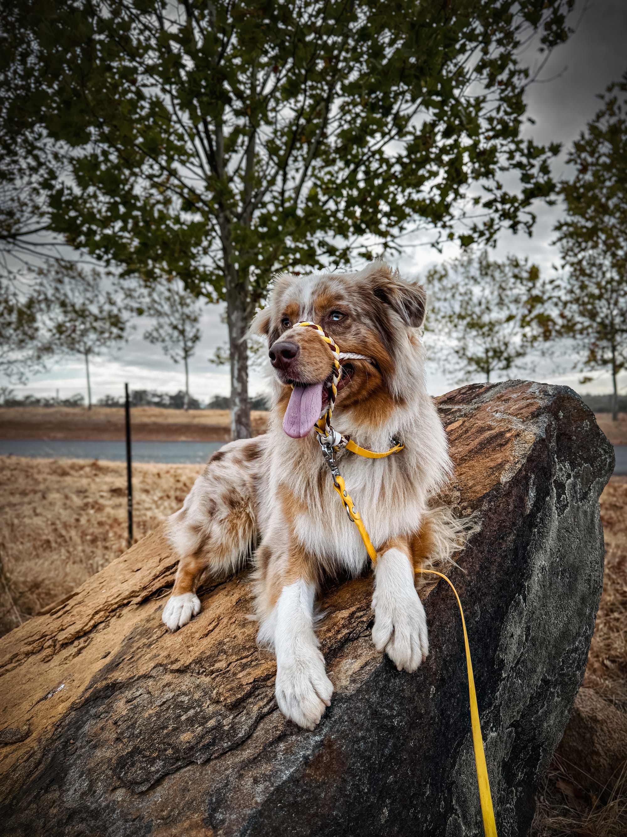 DOGFLUENCERS: Meet Phoenix, The Most Beautiful Pup in Australia