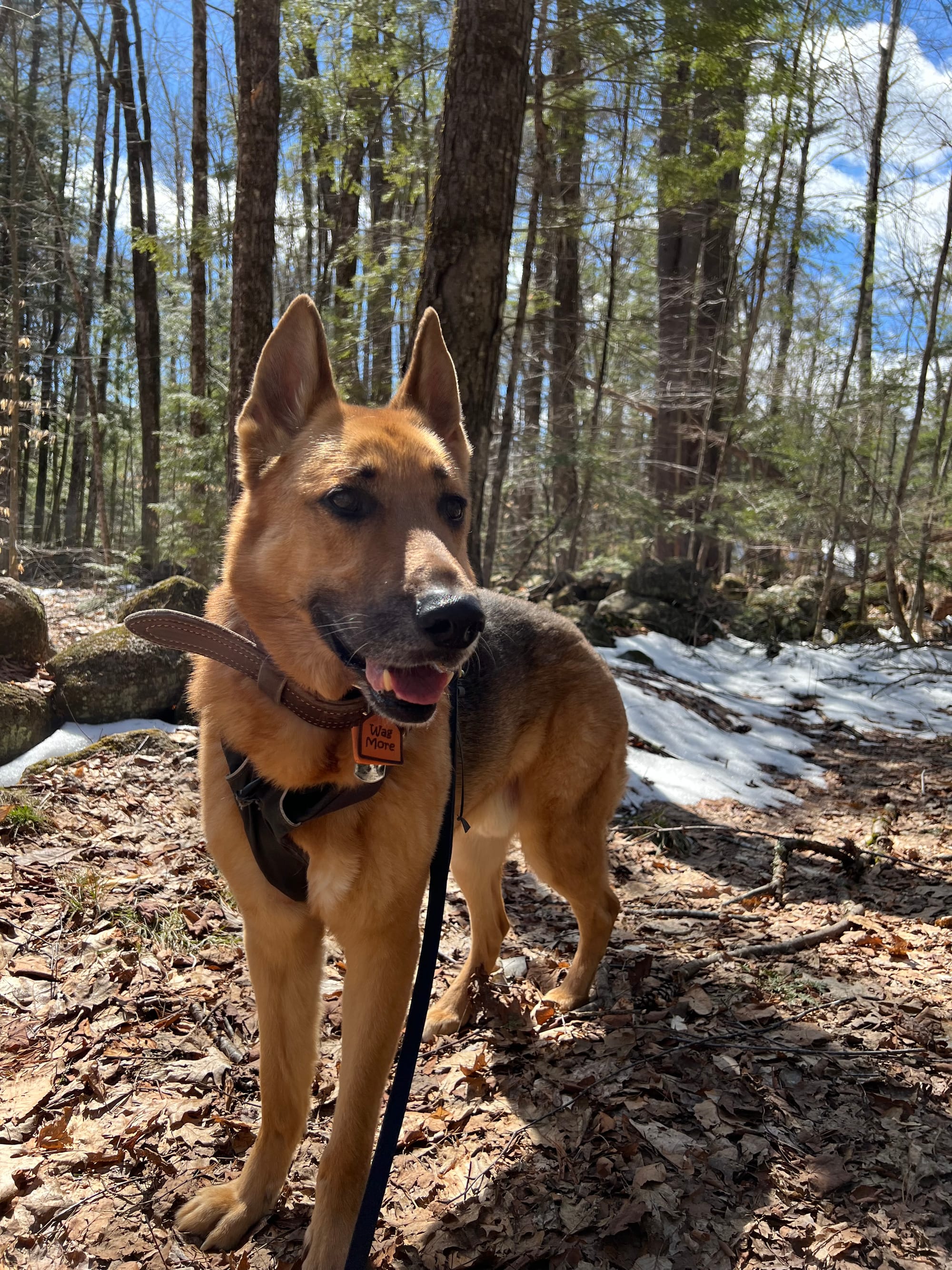 DOGFLUENCERS: Meet Jäger and Maggie, Pups From the Dog Council