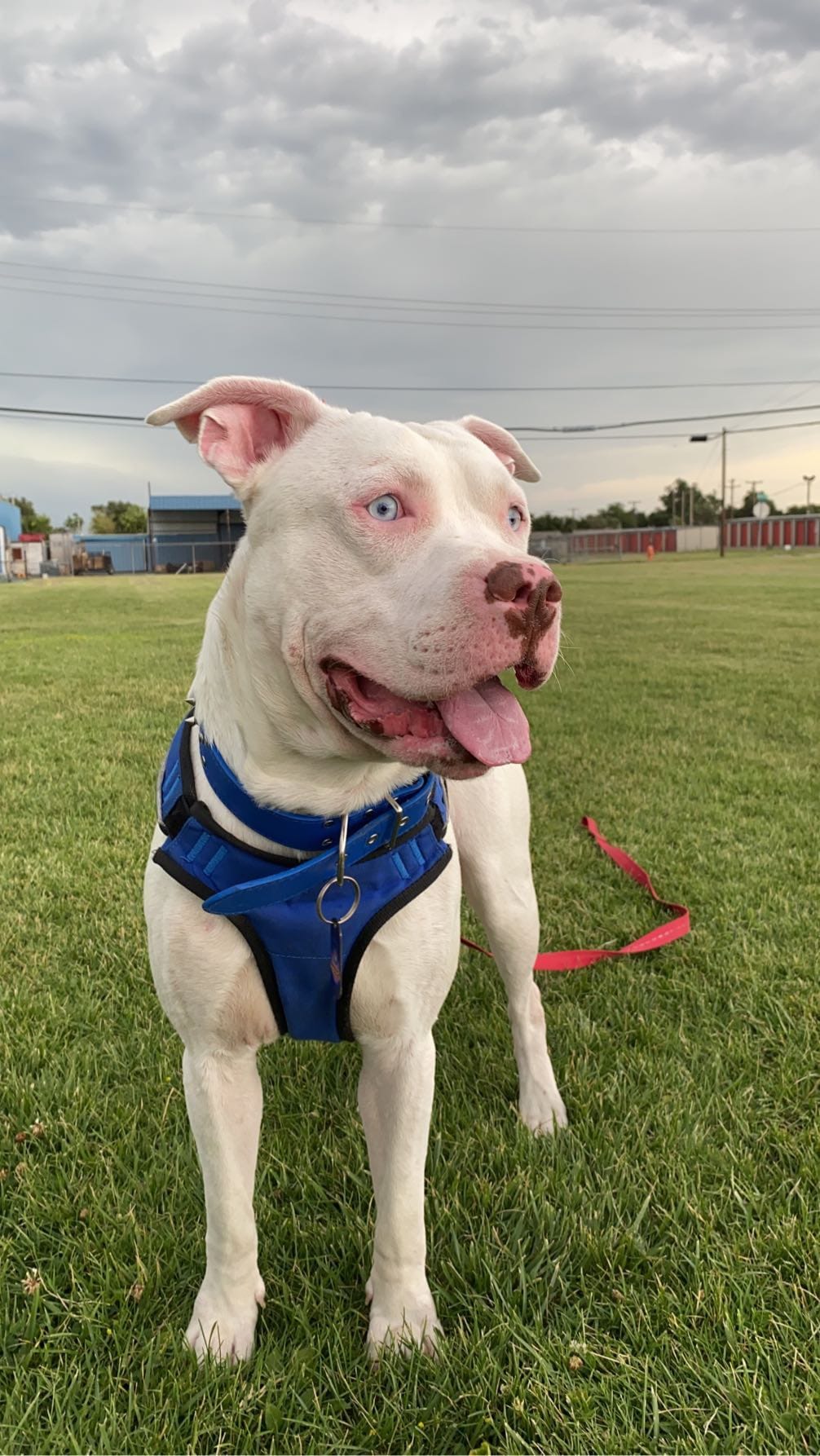 DOGFLUENCERS: Meet Apollo, The Loyal Pit