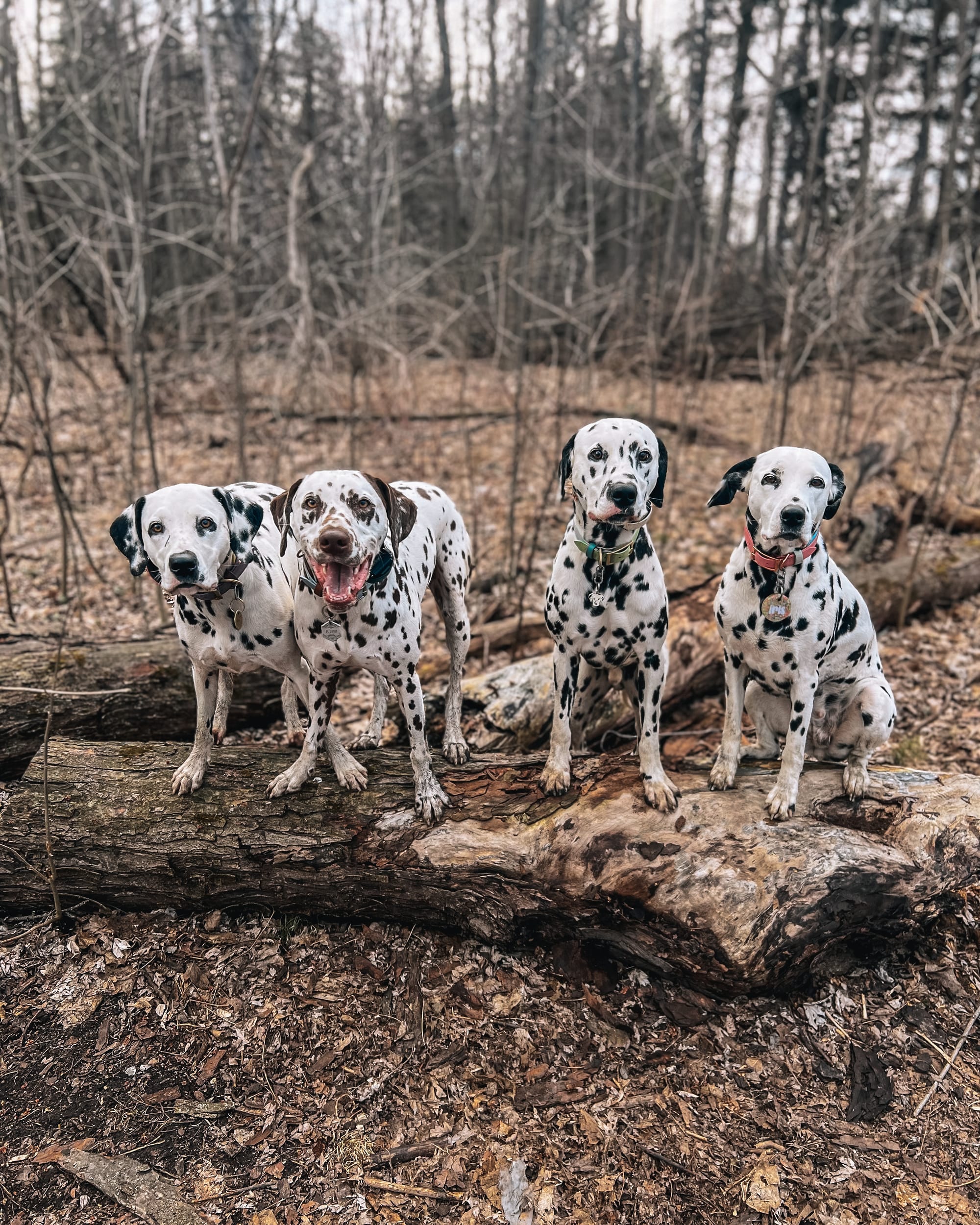 DOGFLUENCERS: Meet Iris, Krew, Stevie & Loki, the Iconic Dalmatian Squad