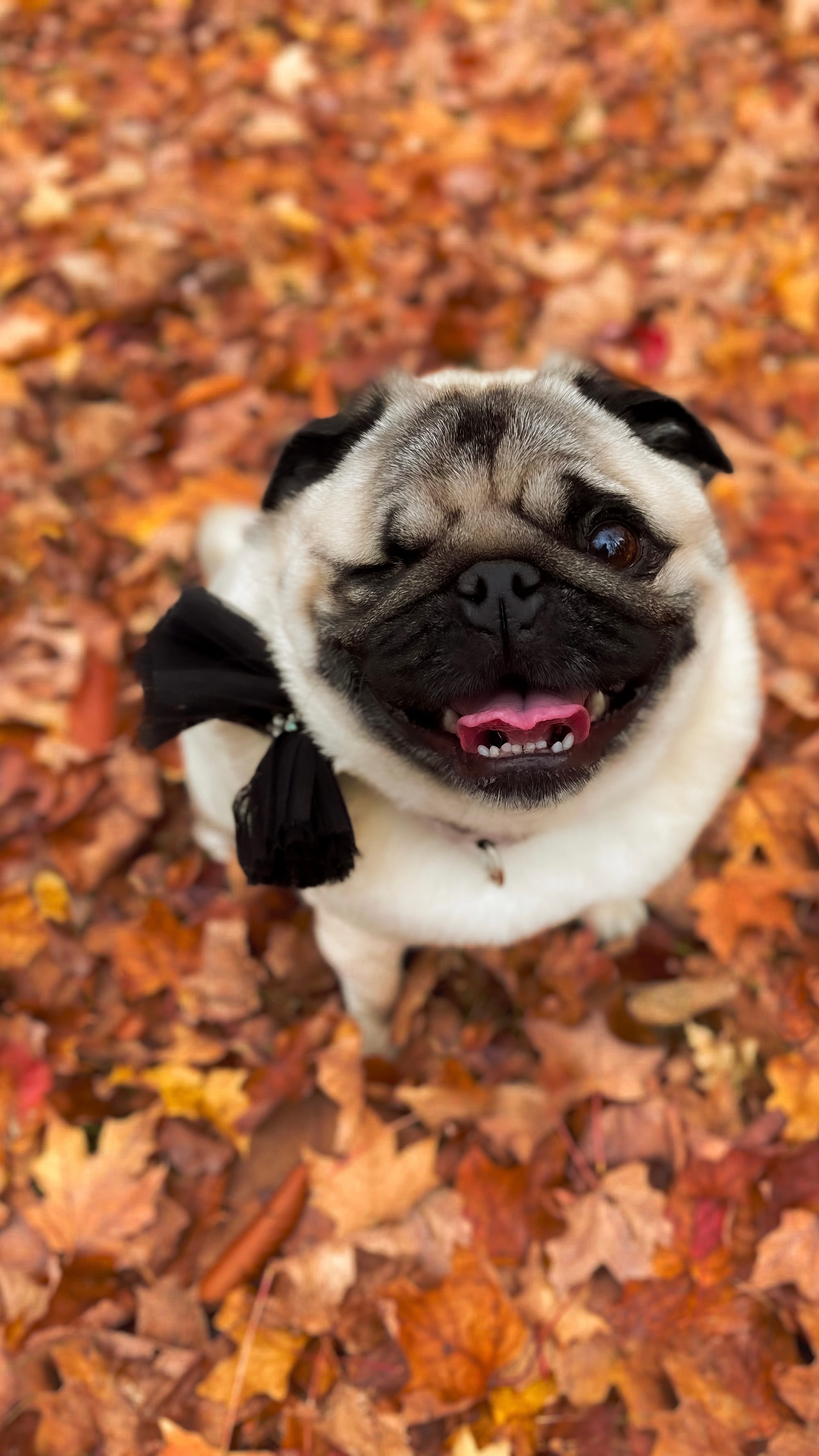 DOGFLUENCERS: Meet Moxxi, Instagram's Happiest Pug