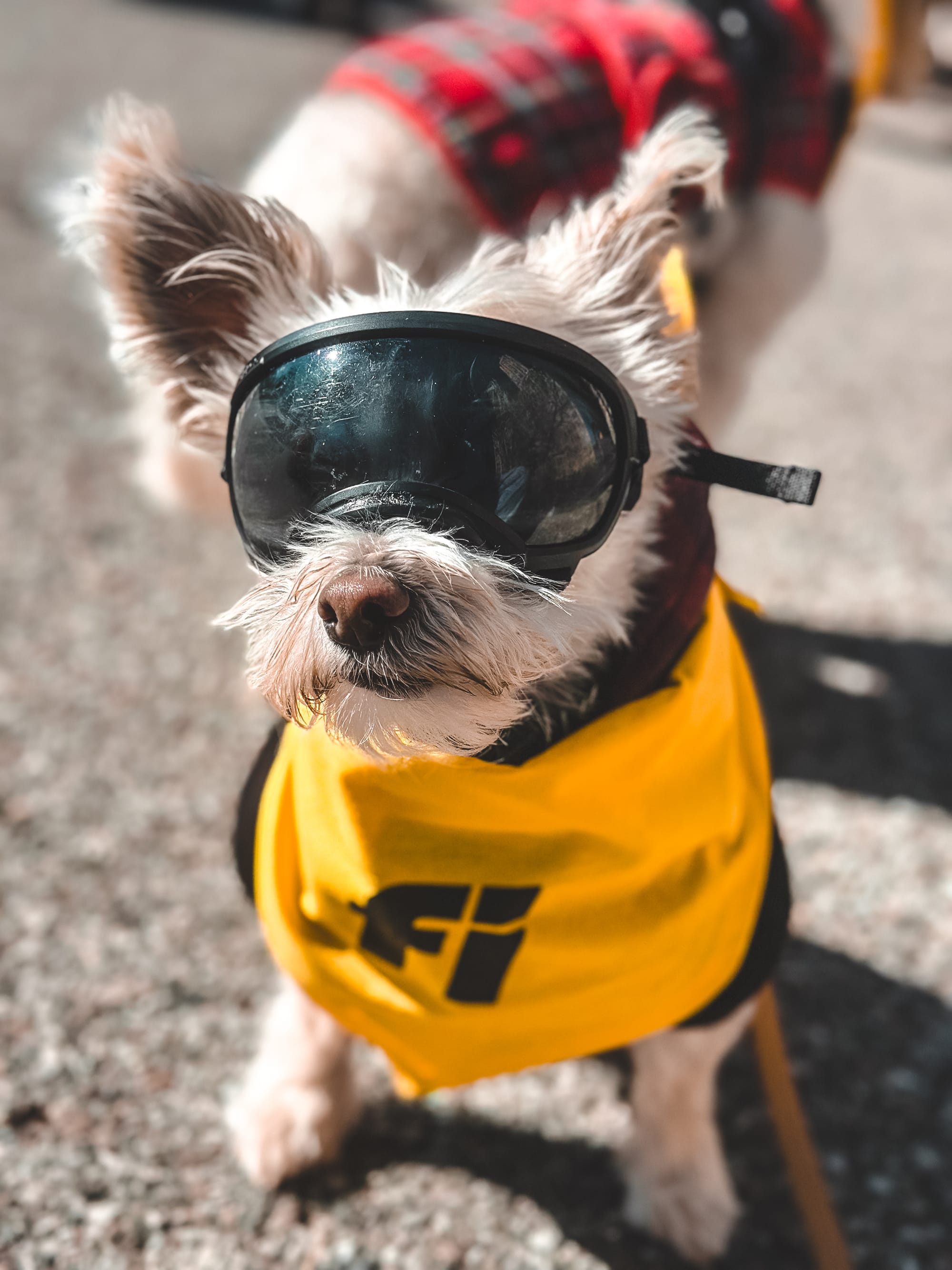 DOGFLUENCERS: Meet Dusty, the Pup Who Travels in Style