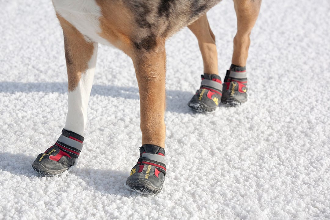 Top Footwear for Dog Walking