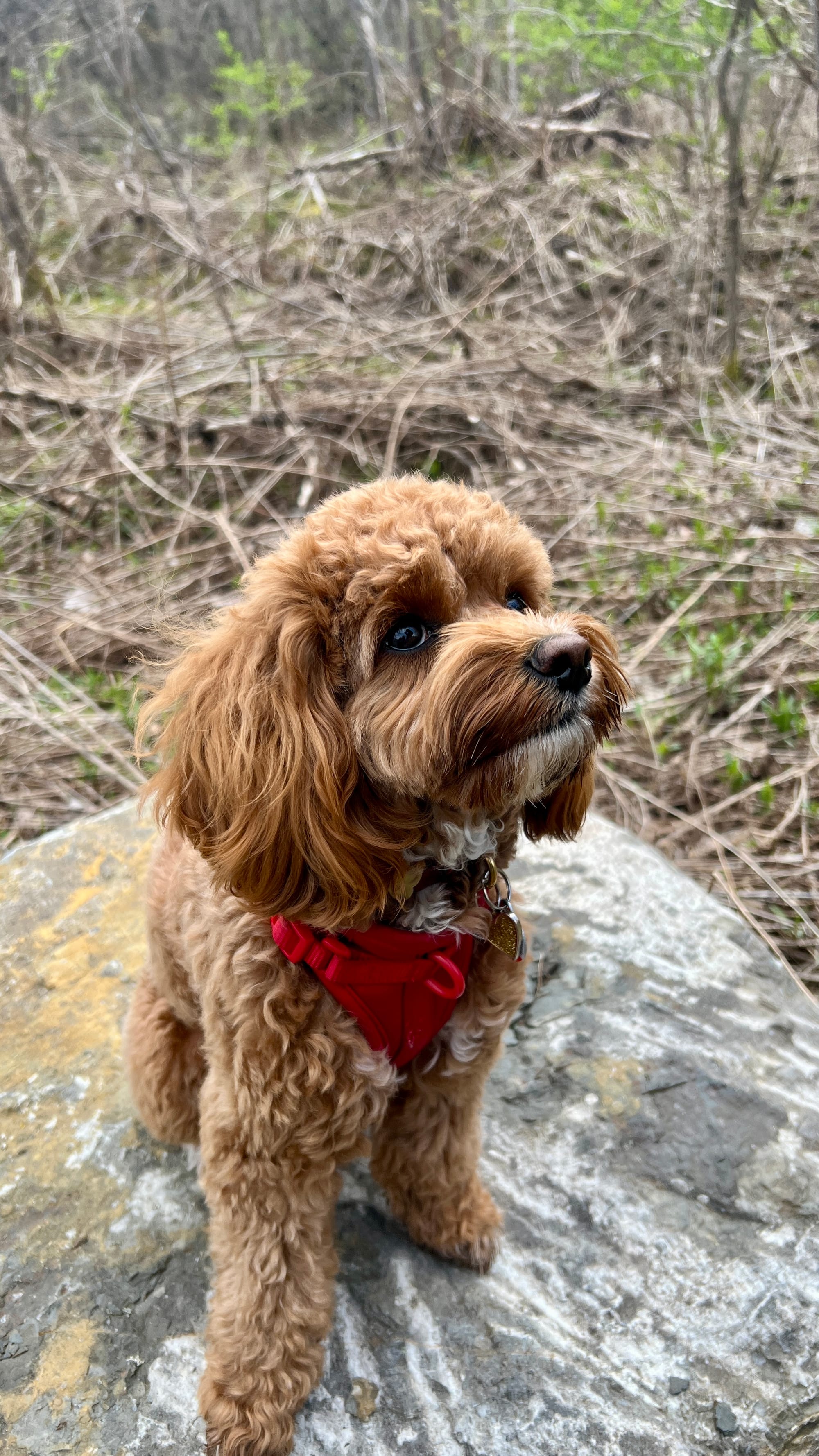 DOGFLUENCERS: Meet Nola, the Pup Living Her Best Life