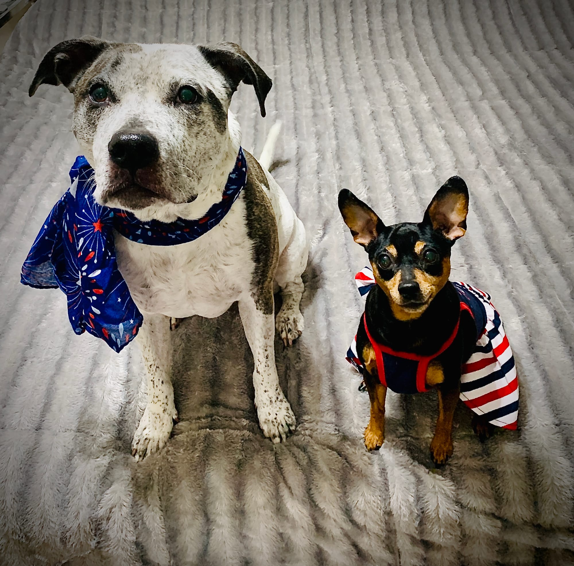 DOGFLUENCERS: Meet Raven & FeeFee, Texas's Favorite Duo