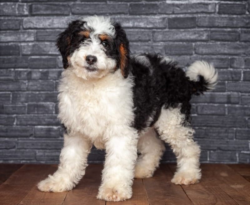 Best Collar for a Sheepadoodle Puppy