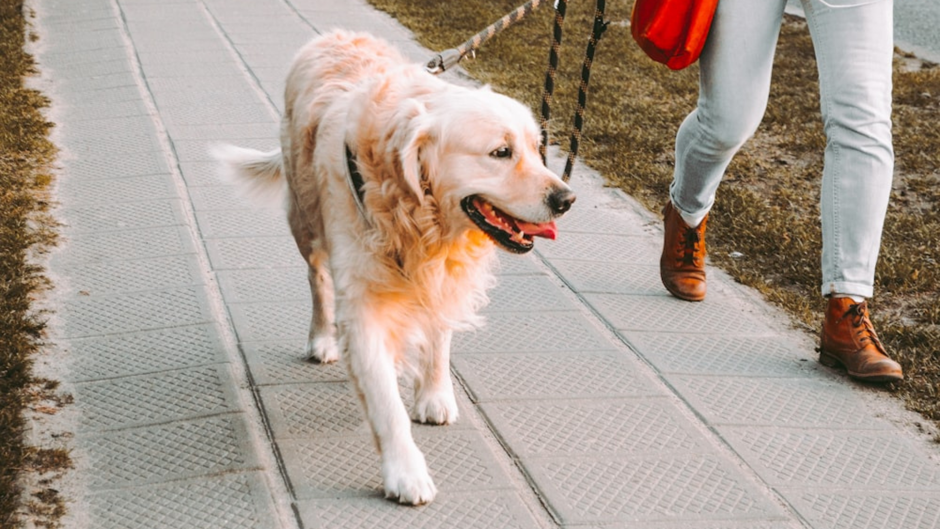 Making Walks More Enjoyable for Your Dog