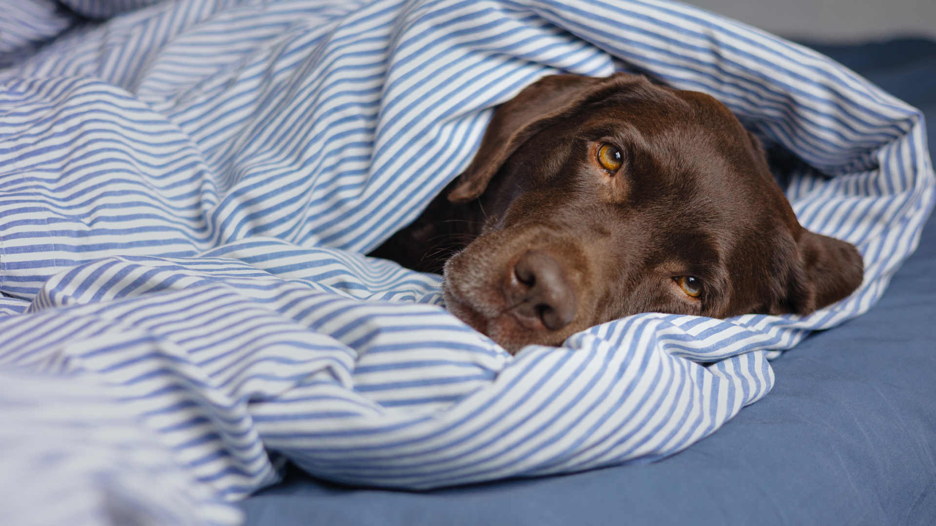 Recognizing and Managing Insomnia in Dogs