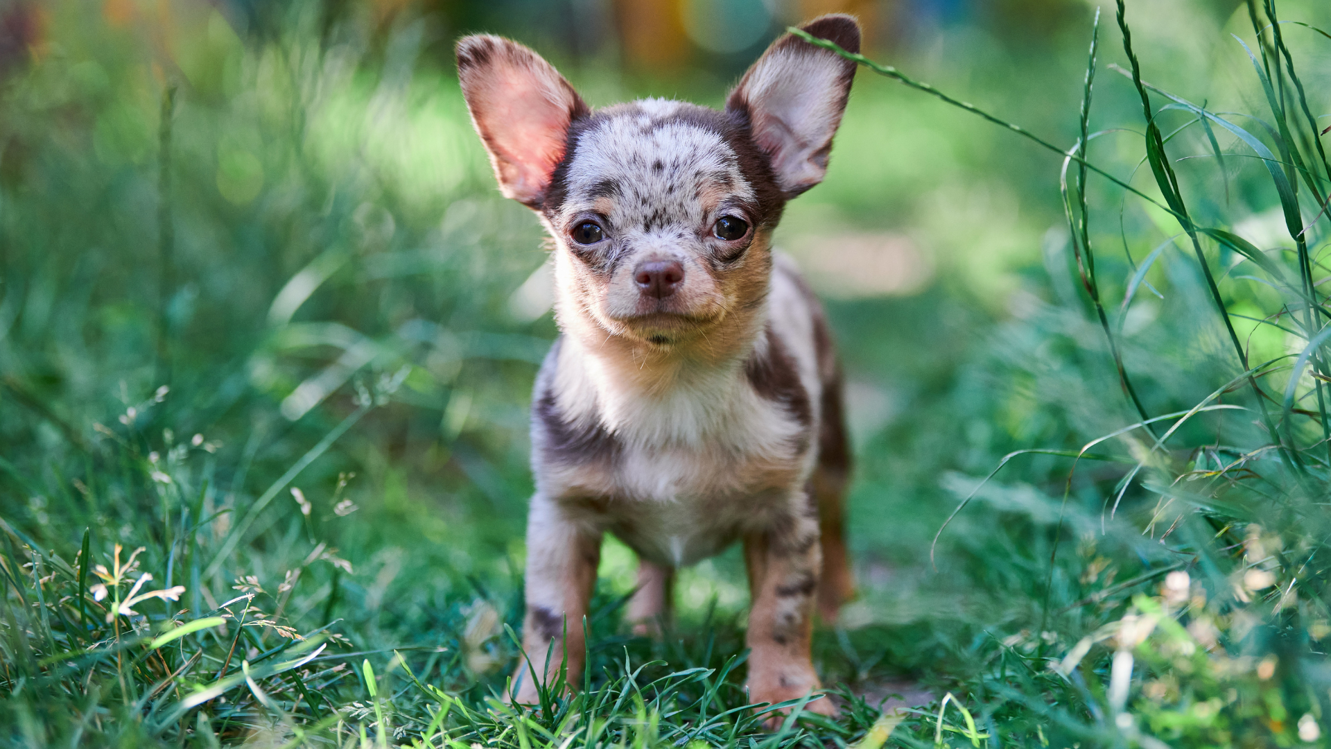 Merle Chihuahua
