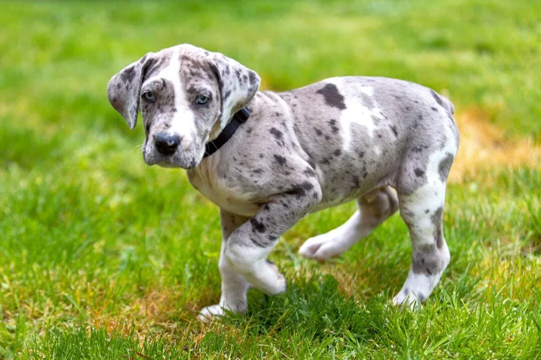 Best Collar for a Great Dane Puppy