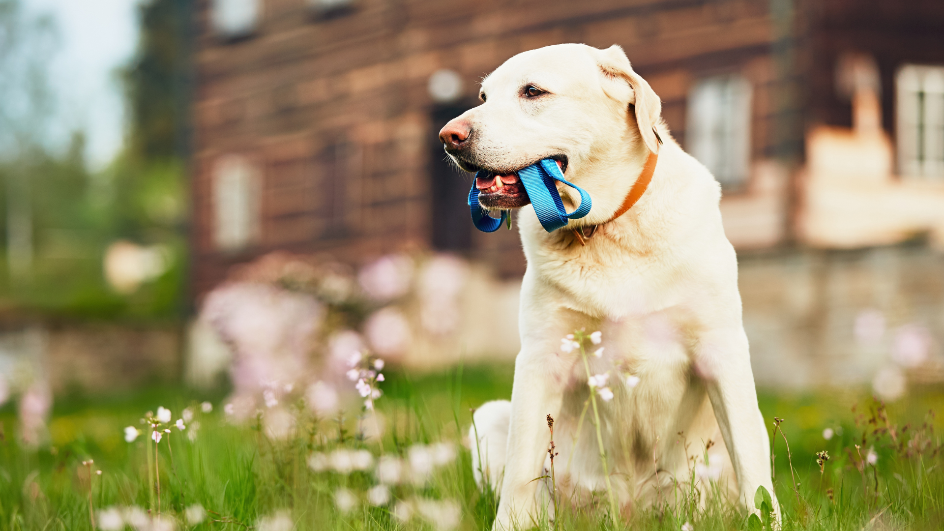 Microchips vs. GPS Trackers: Which is Perfect for Your Dog’s Safety?