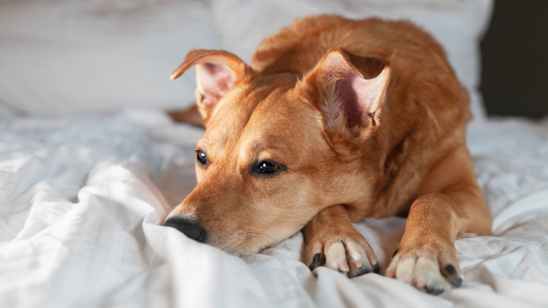 Natural sleep remedies for dogs