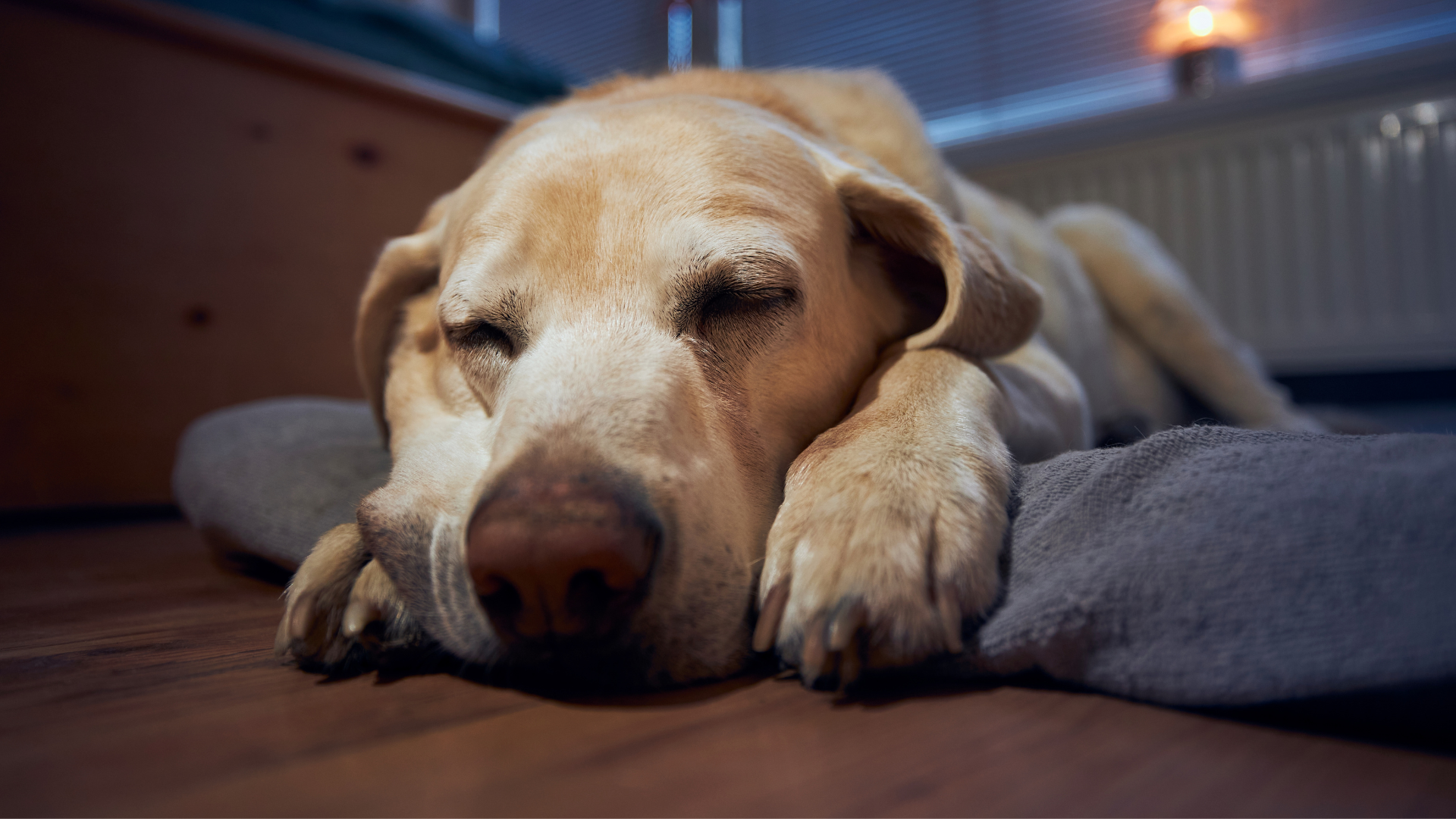 Nighttime Restlessness in Dogs