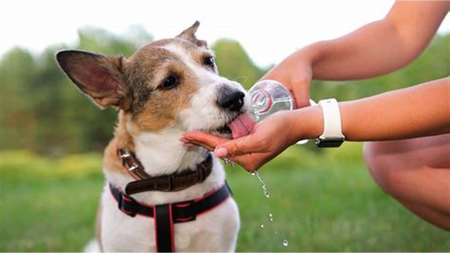 Hydration Tips for Long Dog Walks