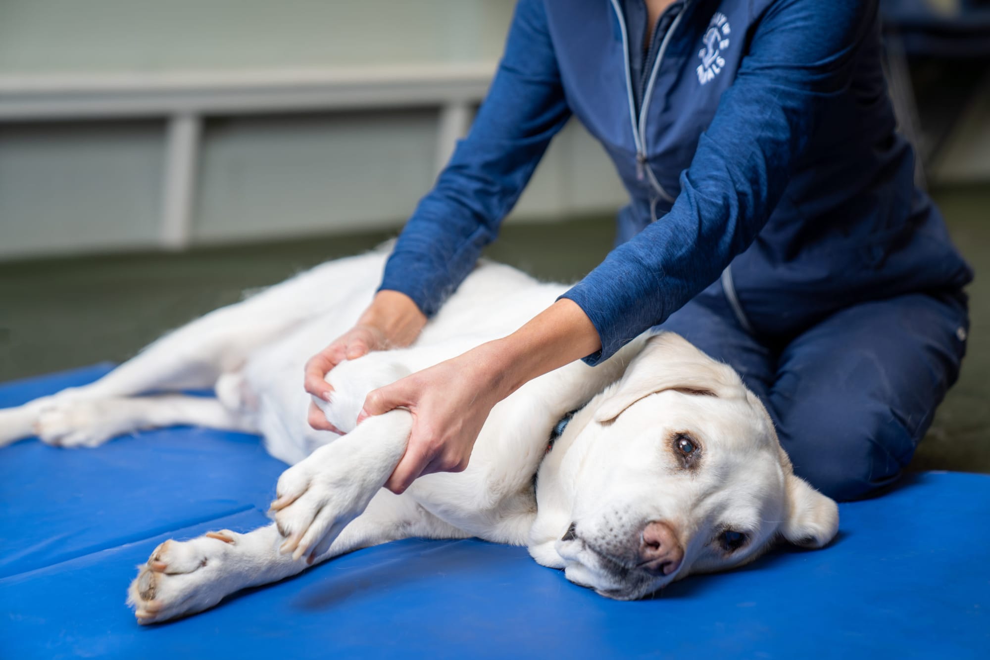 Managing Arthritis and Joint Pain in Dogs