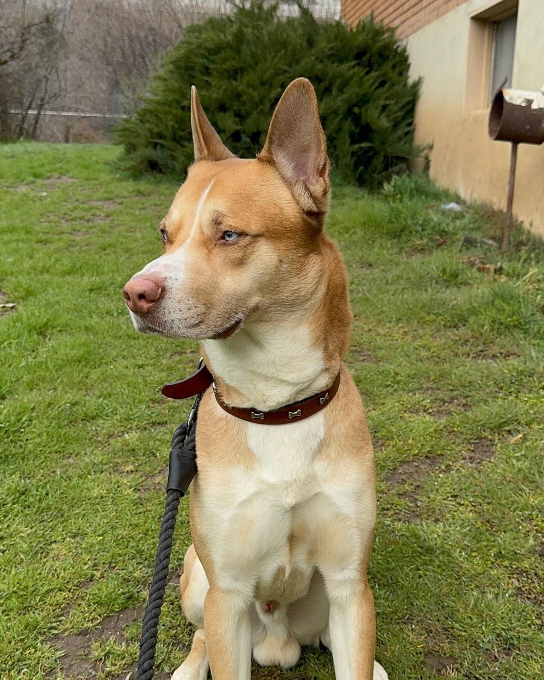 Pitbull-Husky Mix