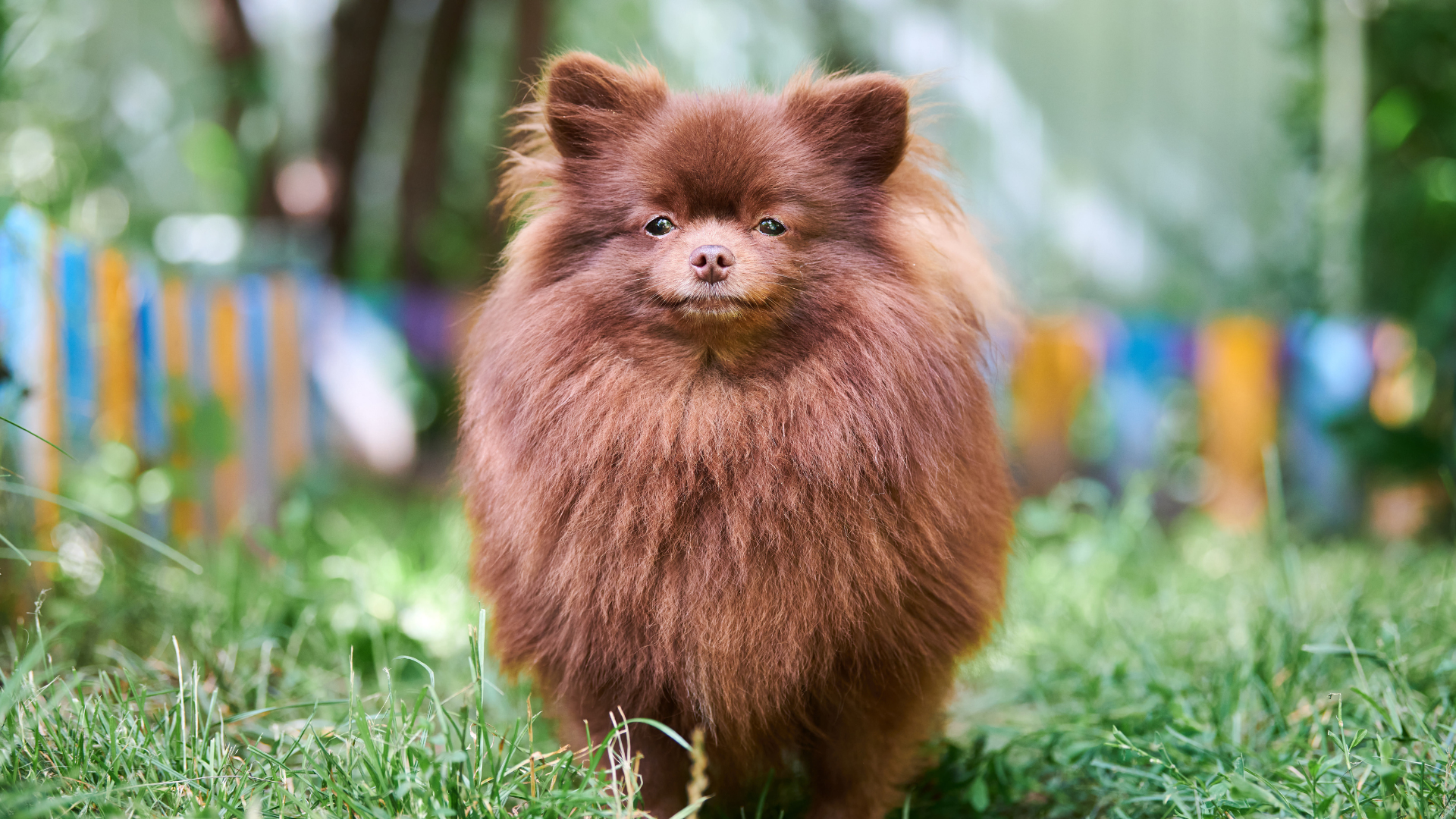 Best Small Brown Dog Breeds