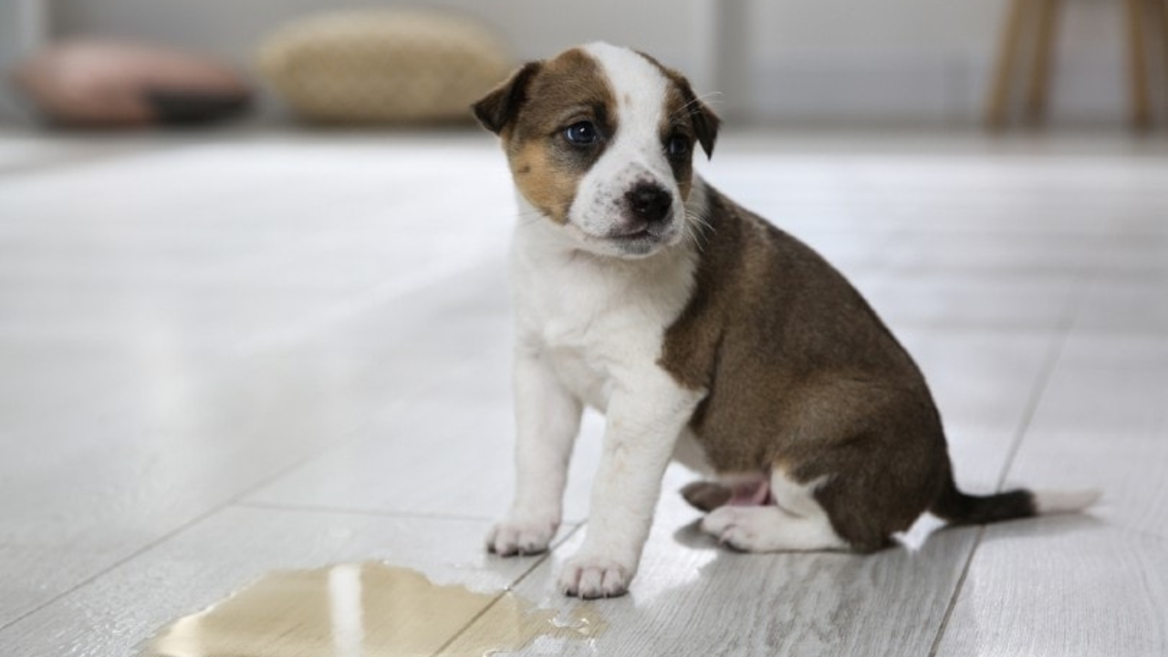 How Long After a Puppy Drinks Does It Pee