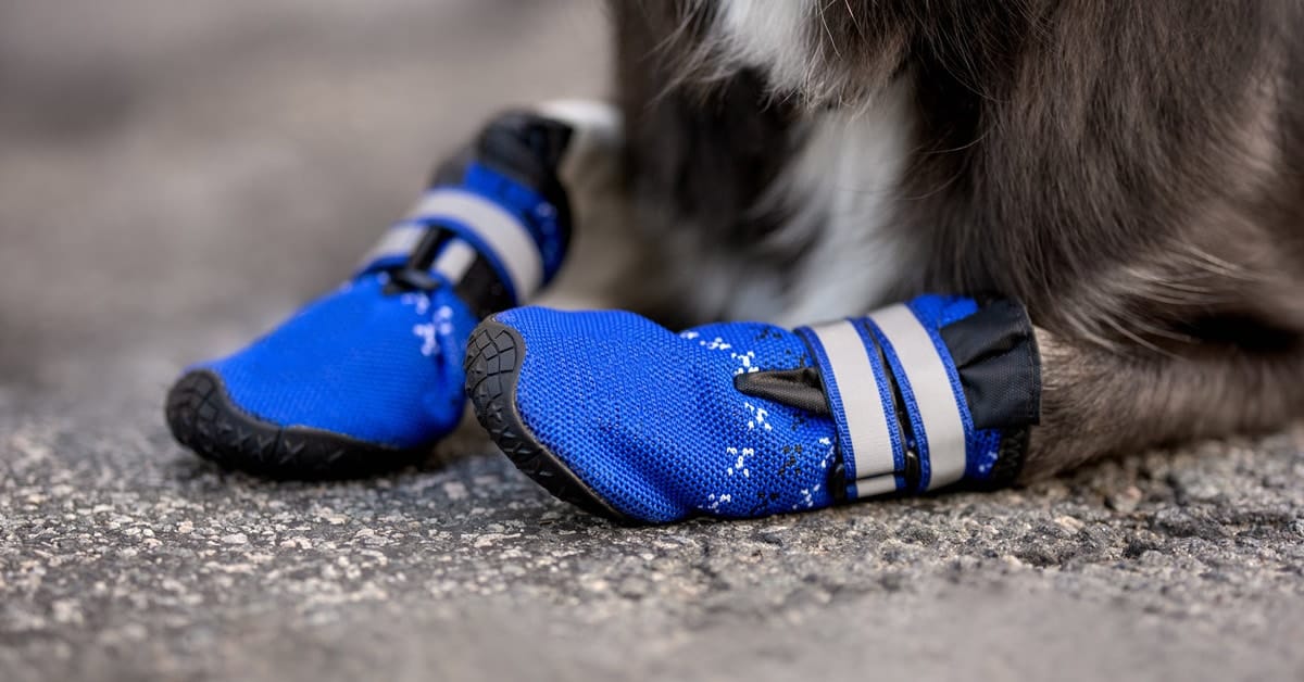 dog with blue and black shoes