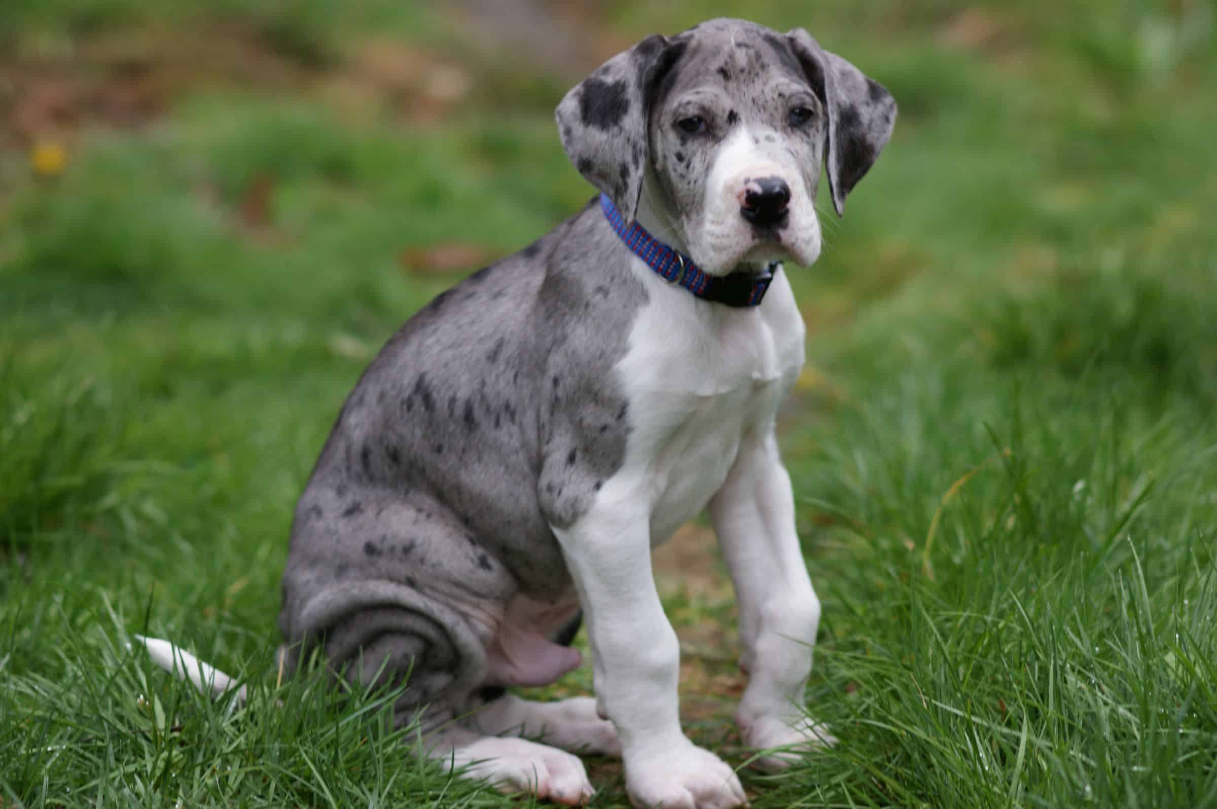 Best Collar for a Great Dane Puppy
