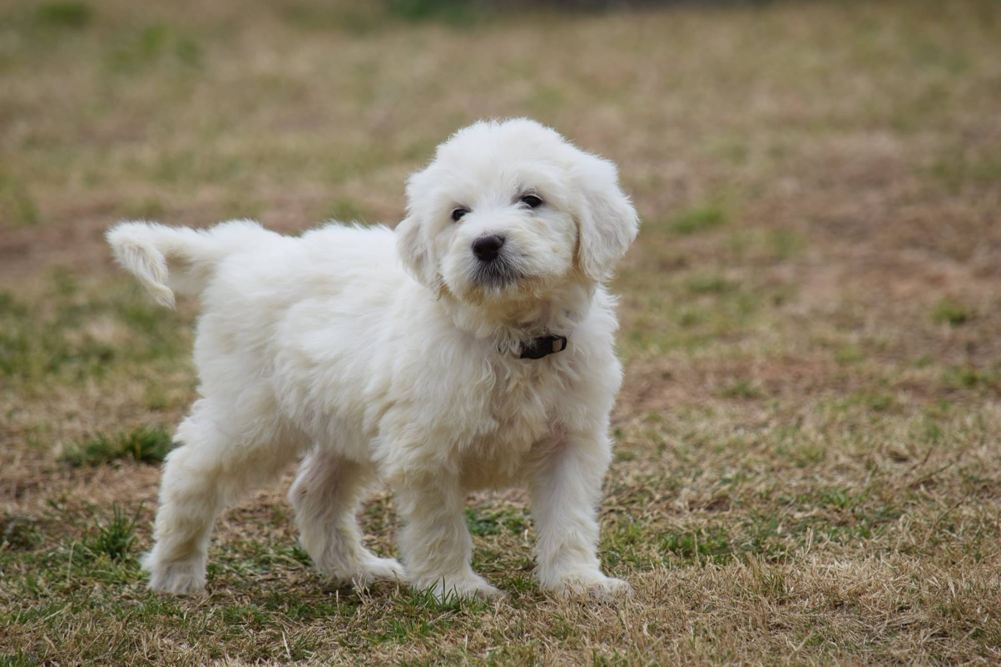 Best Collar for a Pyredoodle Puppy