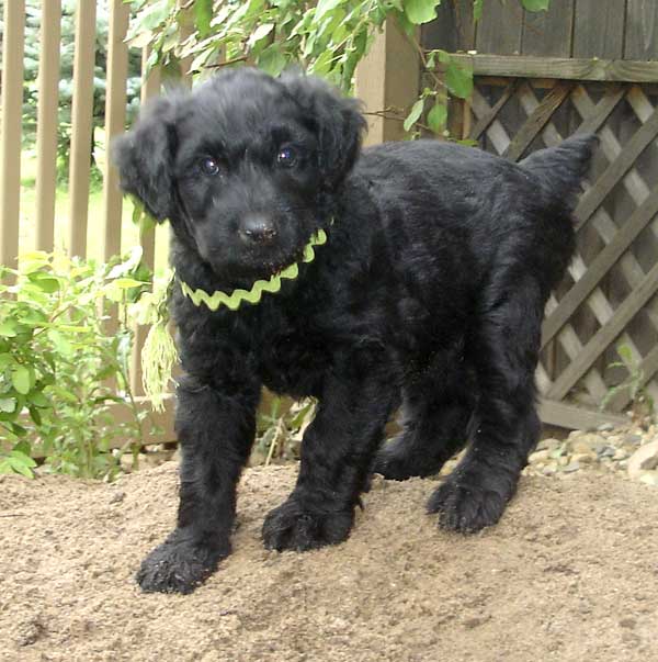Best Collar for a Rottle Puppy (Rottweiler-Poodle)