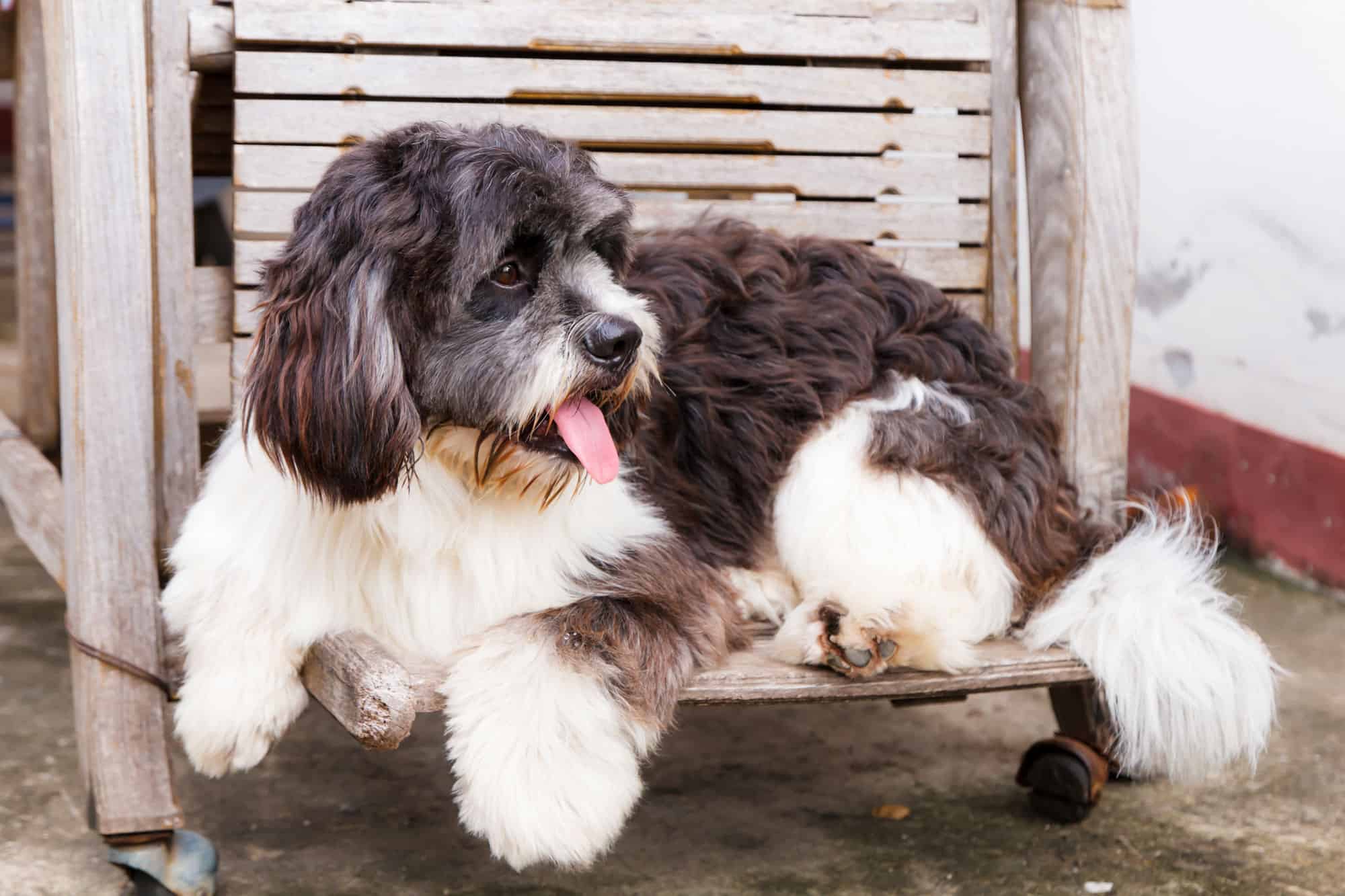 Best Collar for a Saint Berdoodle Puppy