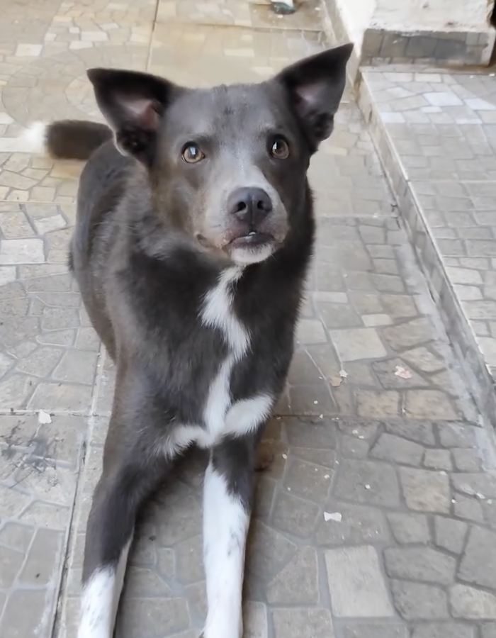 DOGFLUENCERS: Meet Zeus, the Pup Bringing Joy to Brazil