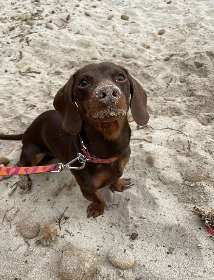 DOGFLUENCERS: Meet Lilo, Amsterdam's Favorite Doxie