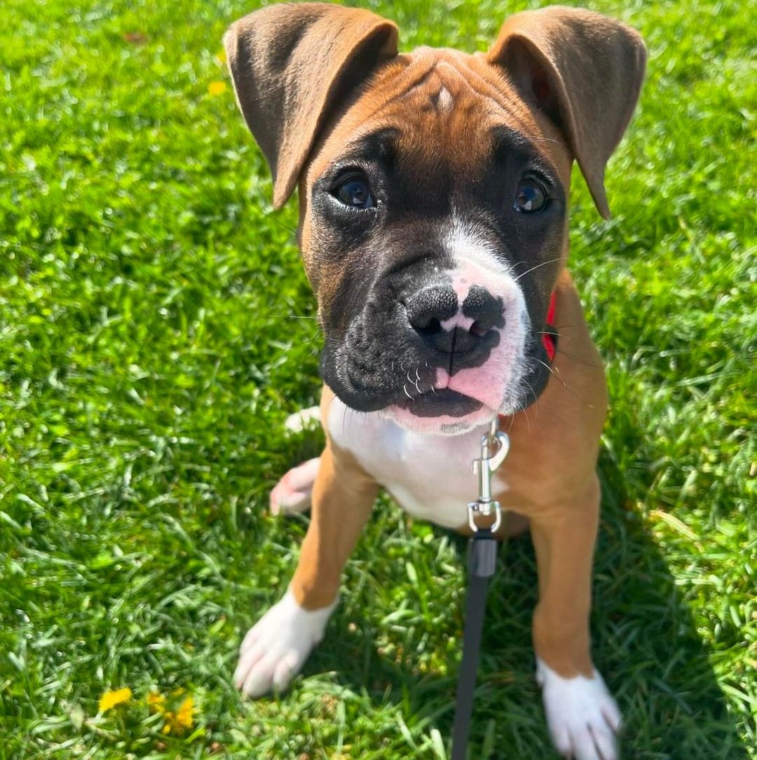 DOGFLUENCERS: Meet Melo, the Coolest Boxer in Pennsylvania