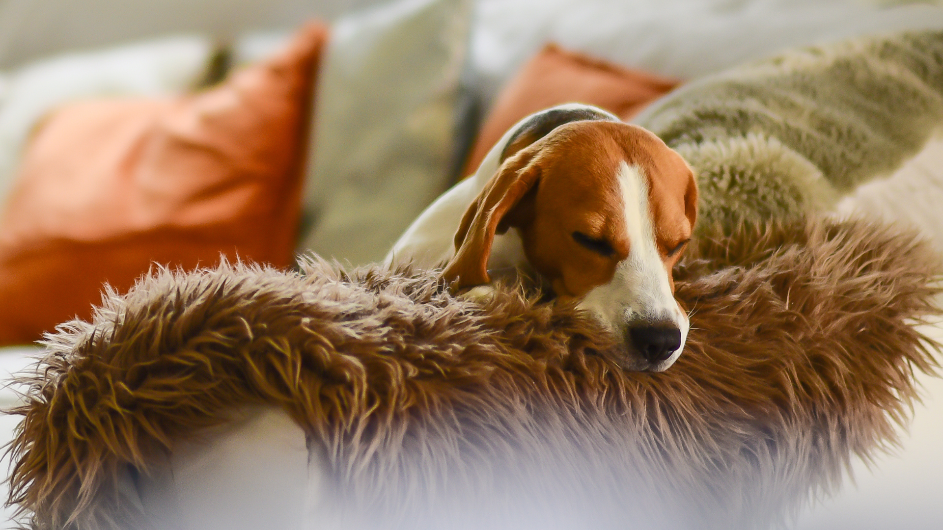 Seasonal Changes and Your Dog's Sleep