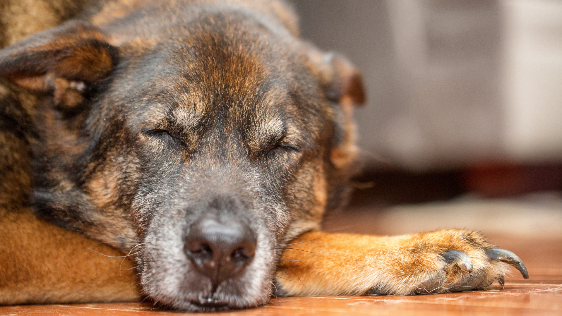 Senior Dogs and Sleep